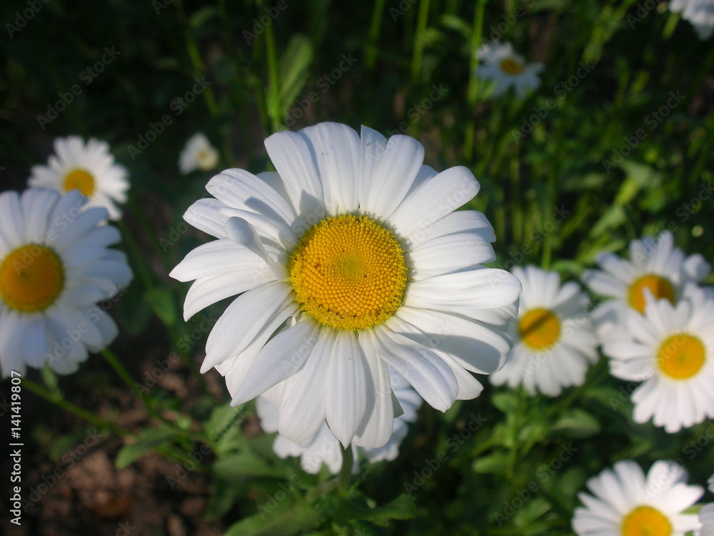 Fototapeta premium flower