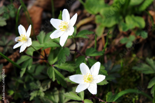 Wood anemone white flowers