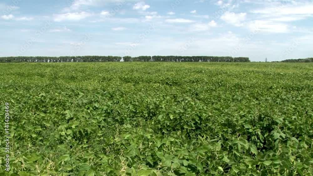 soya on the fields of summer soya on the fields of summer