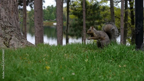 A grey squirrel feeds on the ground in front of a lake in summer.