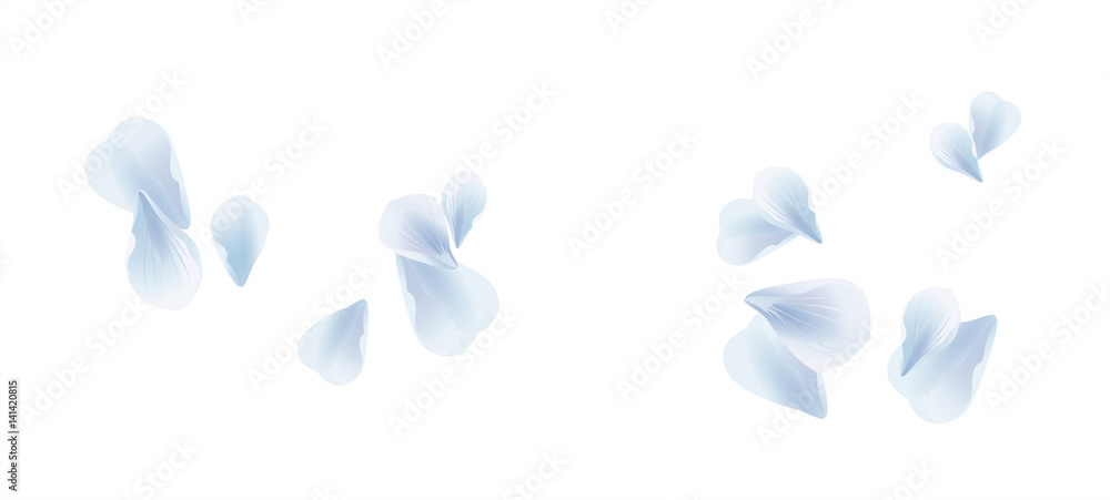 White Blue flying petals isolated on White background. Sakura Roses petals. Vector  - obrazy, fototapety, plakaty 