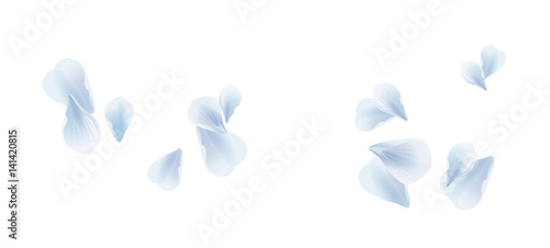 White Blue flying petals isolated on White background. Sakura Roses petals. Vector 