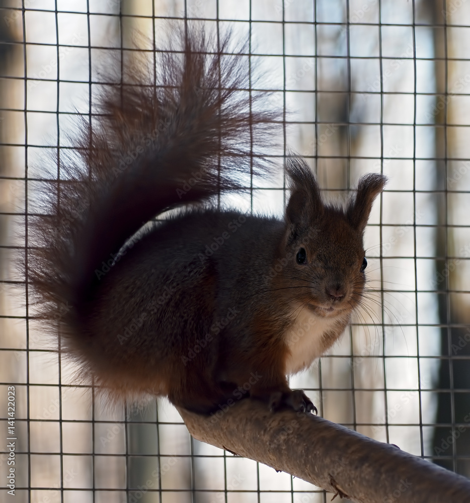 Obraz premium Squirrel sitting at funny pose and looking back at camera