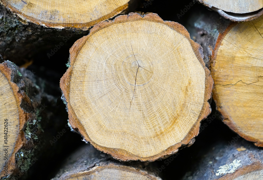 Naklejka premium Large round piece of wood from a cut down tree in the forest. Annual rings from an aged tree stump