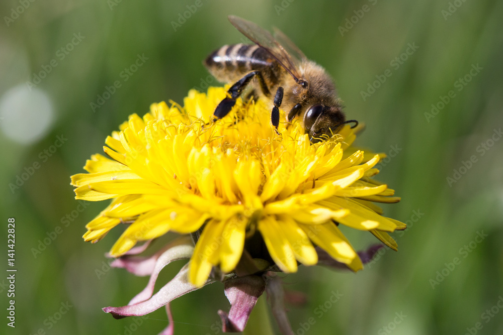 Bee feeding on dandelion flower. Bee feeding on dandelion flower.