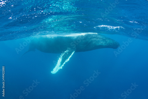 A Humpback whale (Megaptera novaeangliae) swims in the Caribbean Sea.