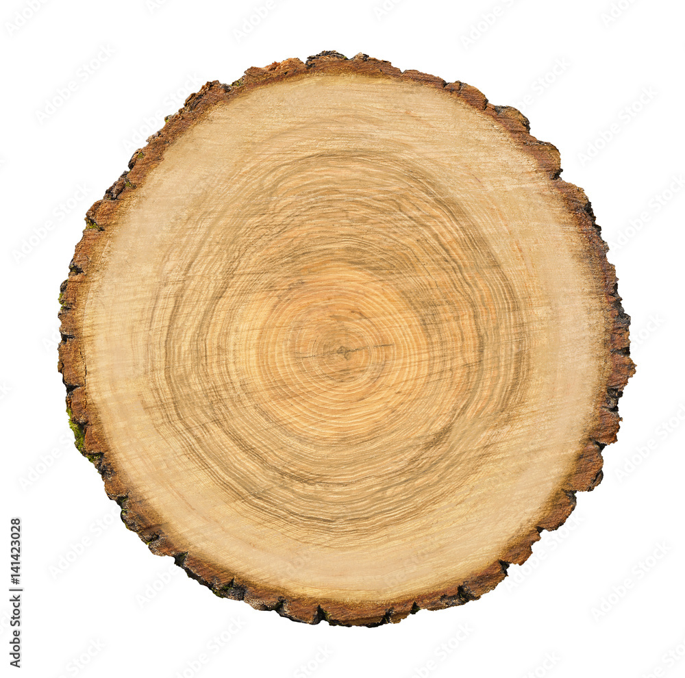 Large circular piece of wood cross section with tree ring texture pattern and cracks isolated on white background. Detailed organic surface from nature. Large circular piece of wood cross section with tree ring texture pattern and cracks isolated on white background. Detailed organic surface from nature.
