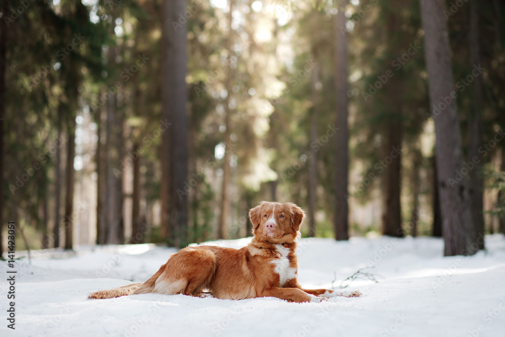 Nova Scotia Duck Tolling Retriever dog on nature in the forest Nova Scotia Duck Tolling Retriever dog on nature in the forest