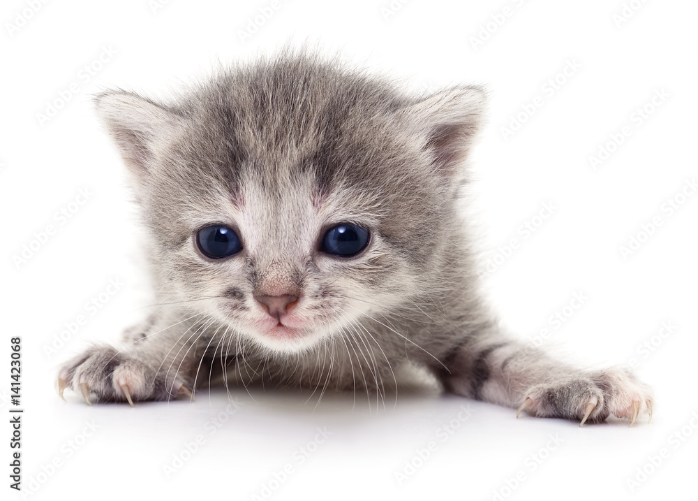Obraz premium Small gray kitten.