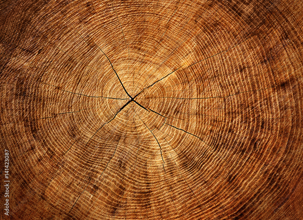 Large closeup of aged tree ring surface. Warm orange and yellow tones with rings and cracks. Large closeup of aged tree ring surface. Warm orange and yellow tones with rings and cracks.