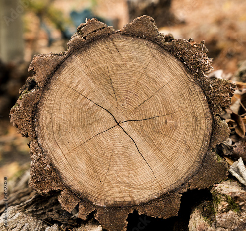 Large round piece of wood from a cut down tree in the forest. Annual rings from an aged tree stump