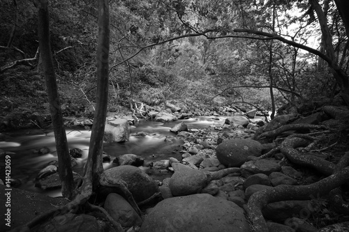 Through the Trees
