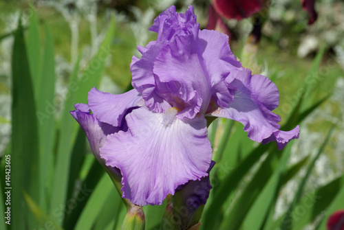 Iris bleu ciel au jardin au printemps 