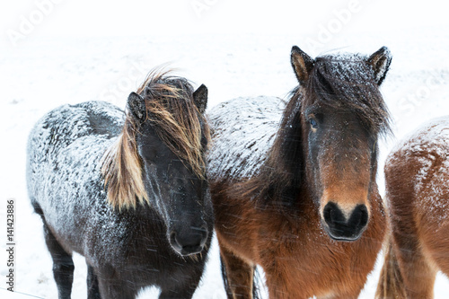 Cute icelandic horses in snowy weather photo