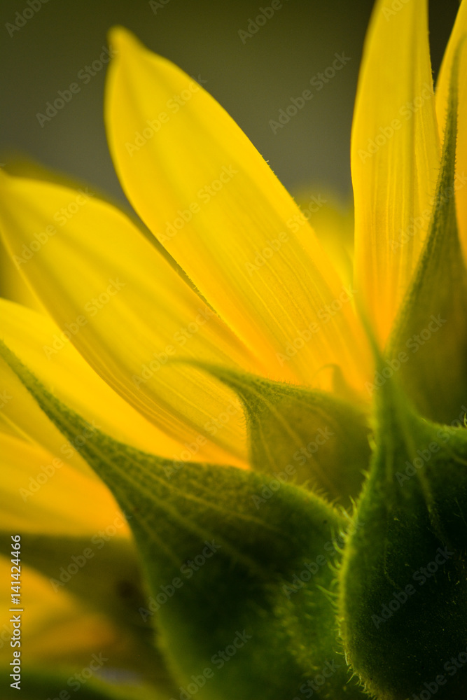 Yellow Petals