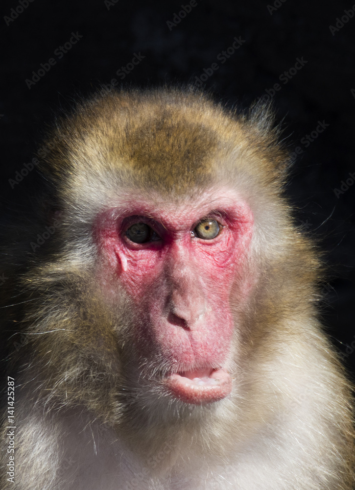 Japanese macaque also known as the snow monkey Japanese macaque also known as the snow monkey