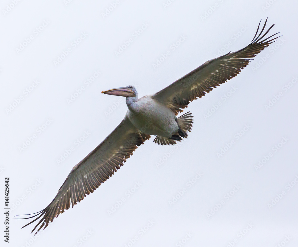 Obraz premium Great white pelican in flight