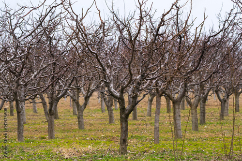 Orchard with plum trees