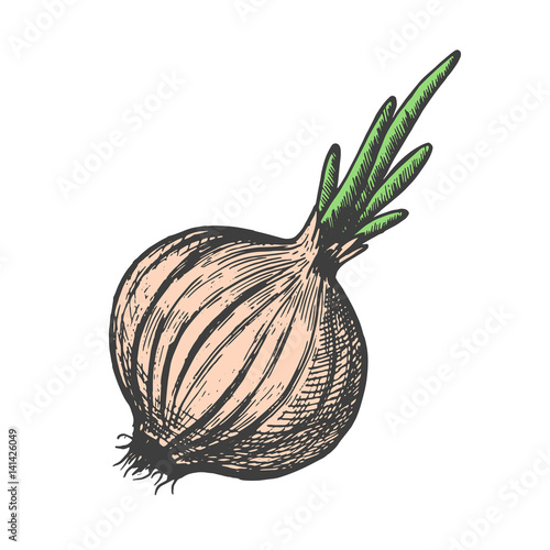 Hand drawn vector illustration of onion sketch style. Doodle vegetable