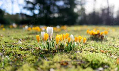 Krokusse blühen zum Frühlingsanfang