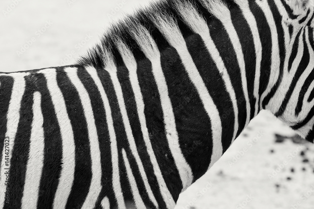 Naklejka premium Zebra Stripes