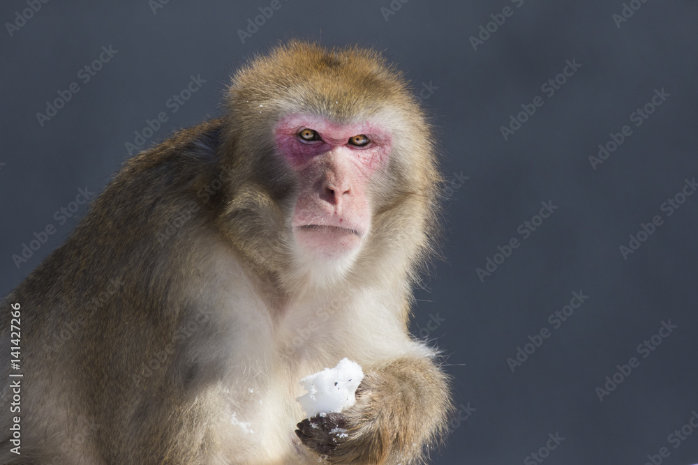 Japanese macaque also known as the snow monkey Japanese macaque also known as the snow monkey