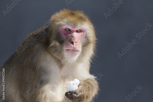 Japanese macaque also known as the snow monkey © Mircea Costina