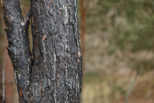 Burn bark wood background