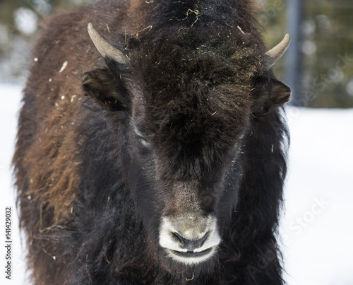 Yak(Bos grunniens) 