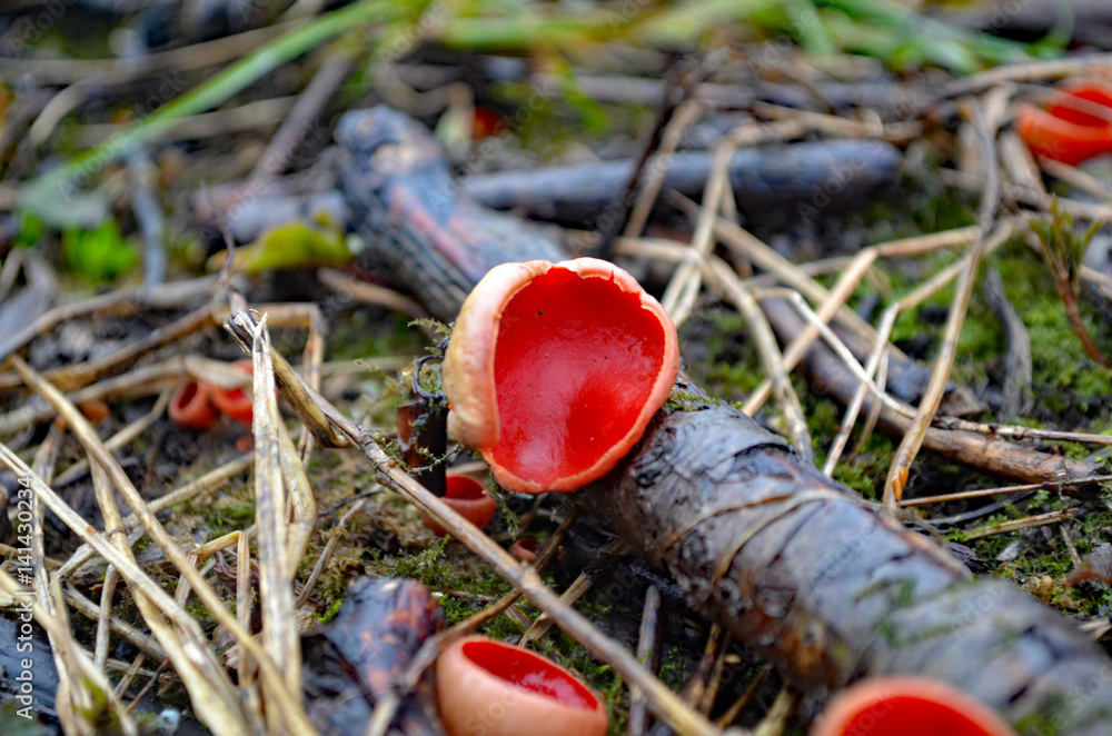 Sarcoscypha austriaca