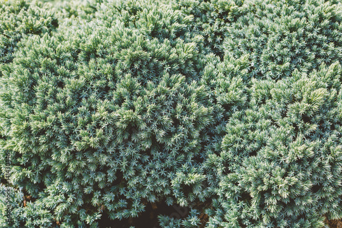 Mediterranean Cypress foliage and cones