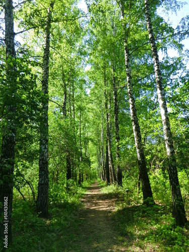 Dykanka Poltava region, Ukraine: path between the birch trees