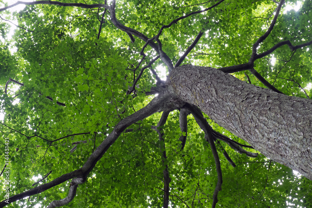 Naklejka premium Beneath the Tree