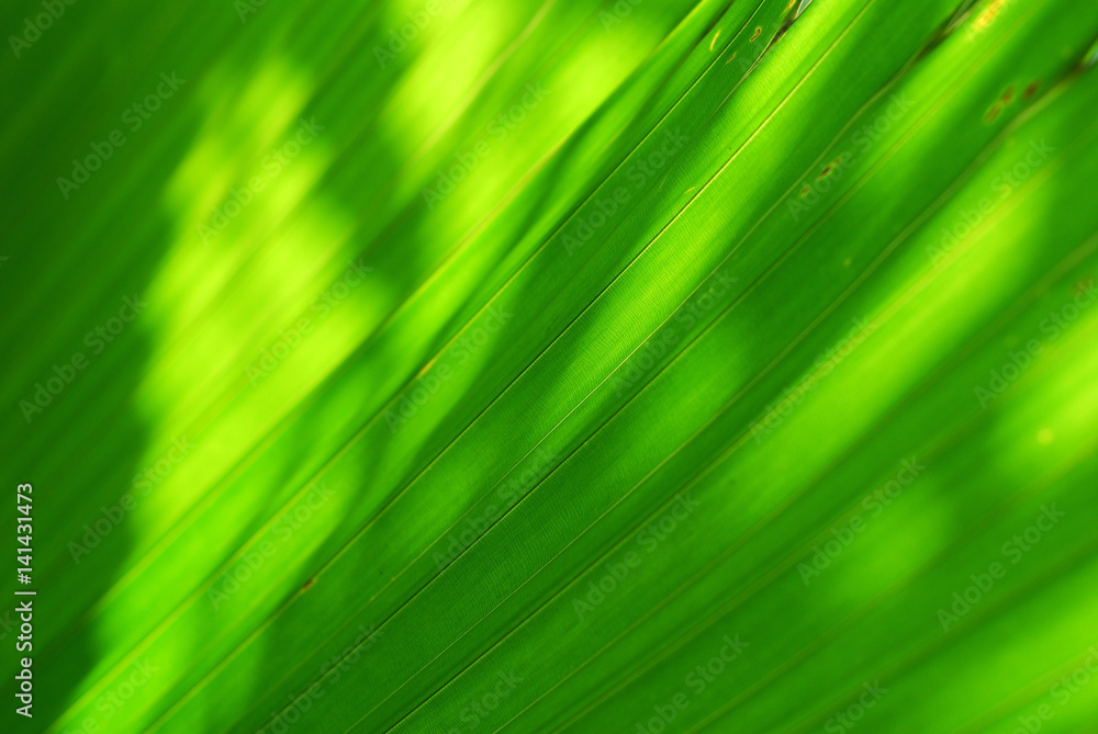 close up on green palm leaves close up on green palm leaves