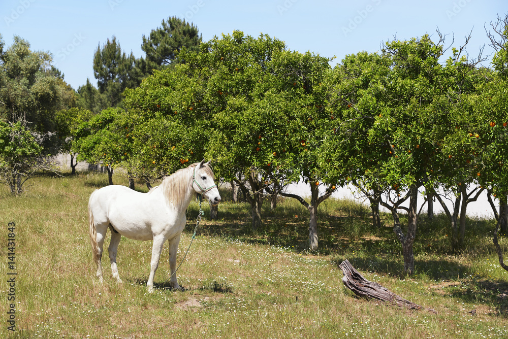 Obraz premium White Horse