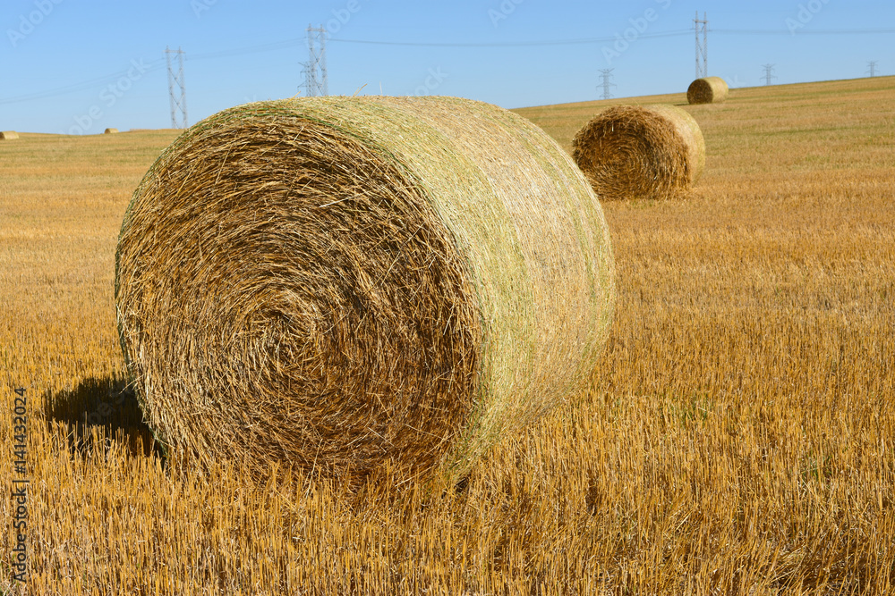 Round straw/hay bales in agriculture field. Round straw/hay bales in agriculture field.