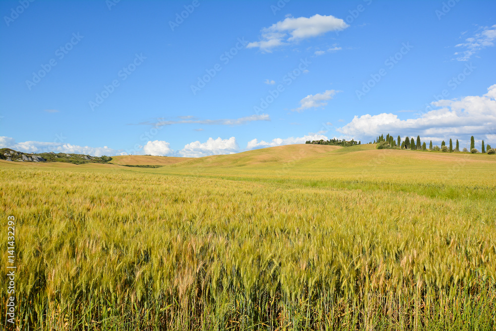 scenic views of the hills of Siena in Tuscany Italy, in spring