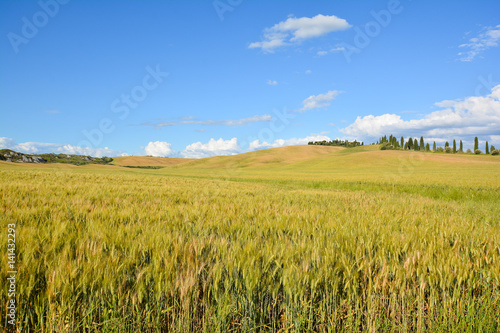 scenic views of the hills of Siena in Tuscany Italy, in spring