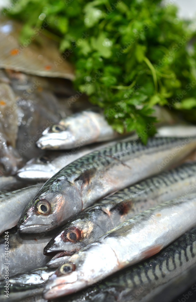 Mackerel Mackerel