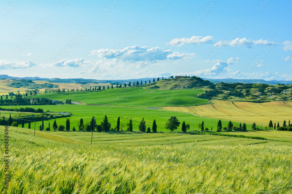Obraz premium scenic views of the hills of Siena in Tuscany Italy, in spring