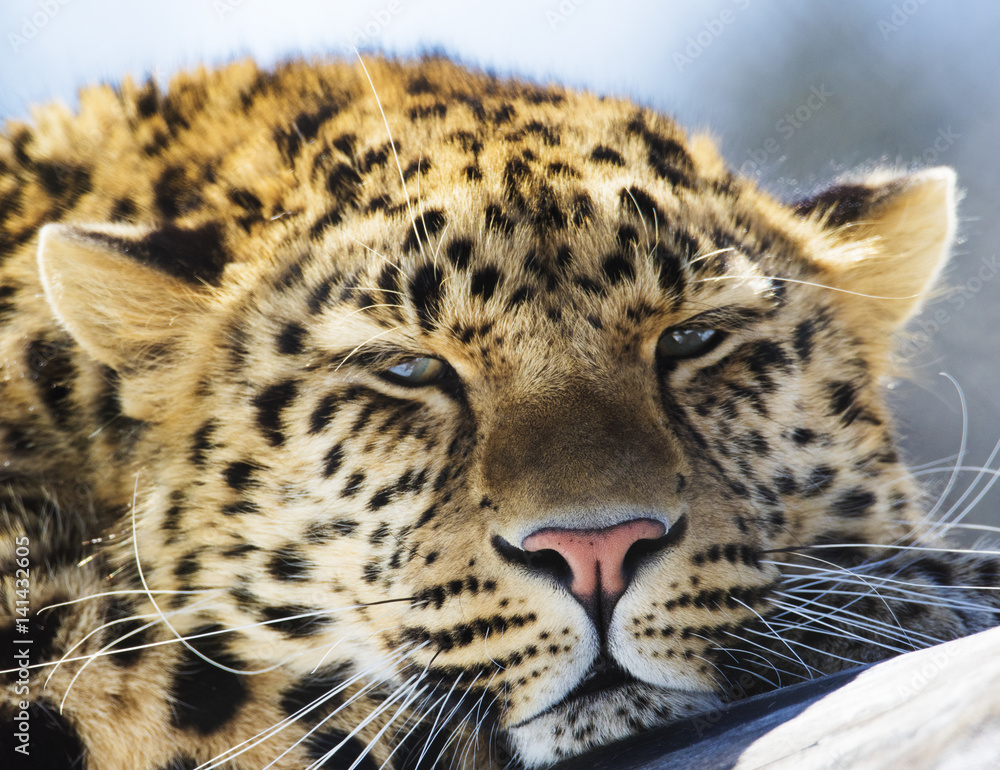 Fototapeta premium amur leopard