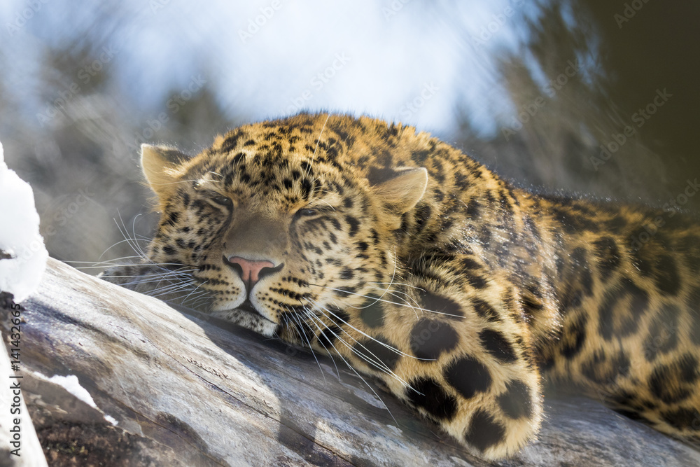 Fototapeta premium amur leopard