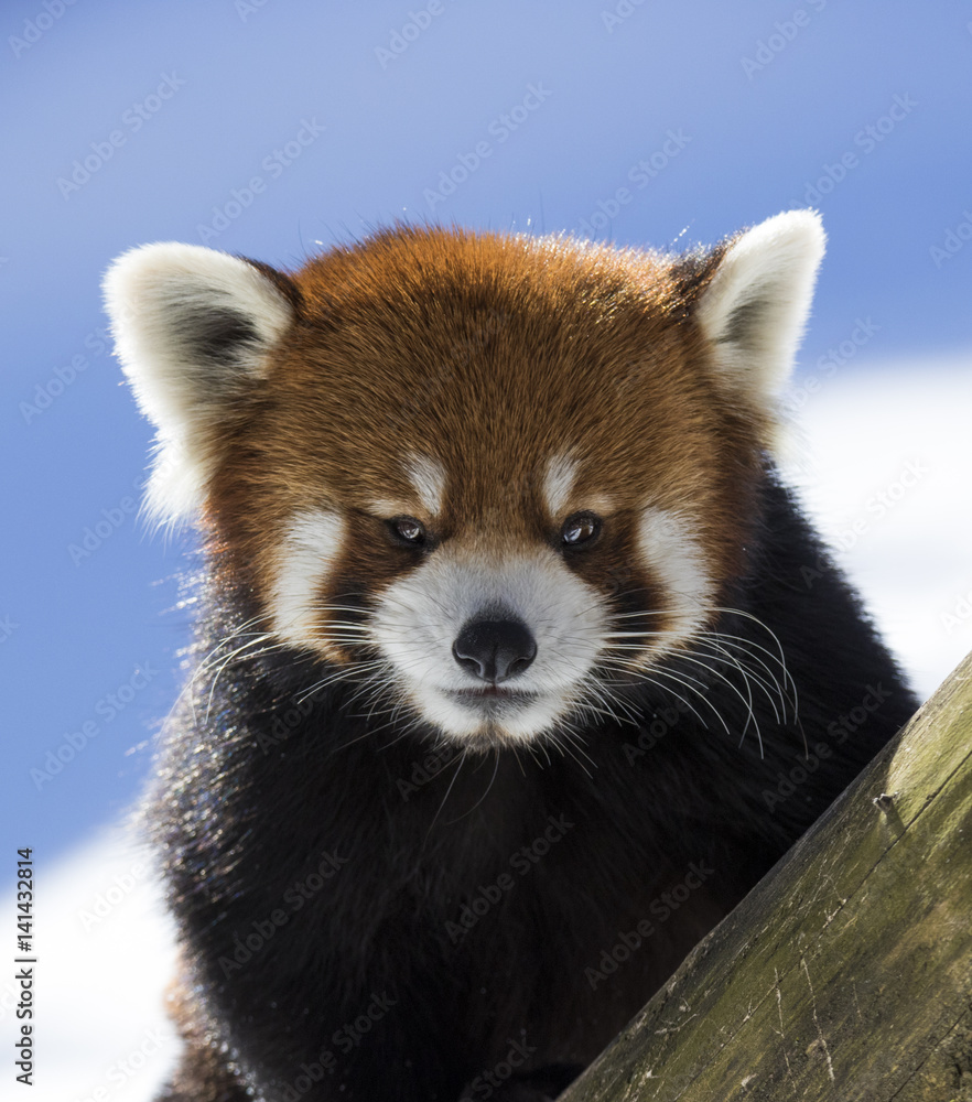 Cute red panda portrait Cute red panda portrait