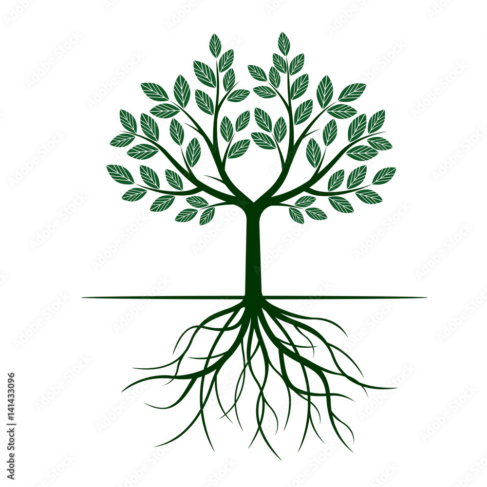 Green Tree with Leafs and roots. Vector Illustration. Green Tree with Leafs and roots. Vector Illustration.
