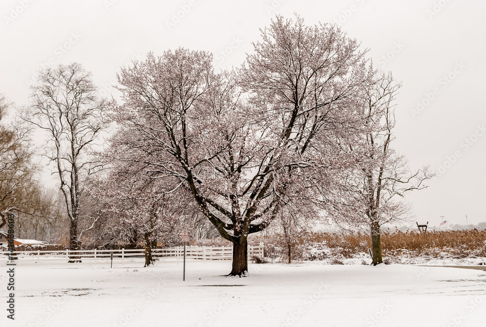 Fototapeta premium Isolated tree in park nature background. Abstract tree of life. Tree in middle of woods forest landscape. Snow covered ground. Black and white abstract color design. Abstract nature background.