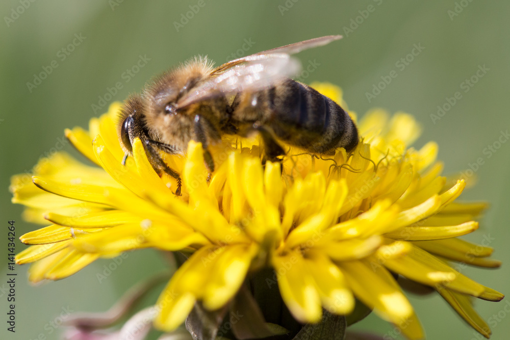 Bee feeding on dandelion flower. Bee feeding on dandelion flower.