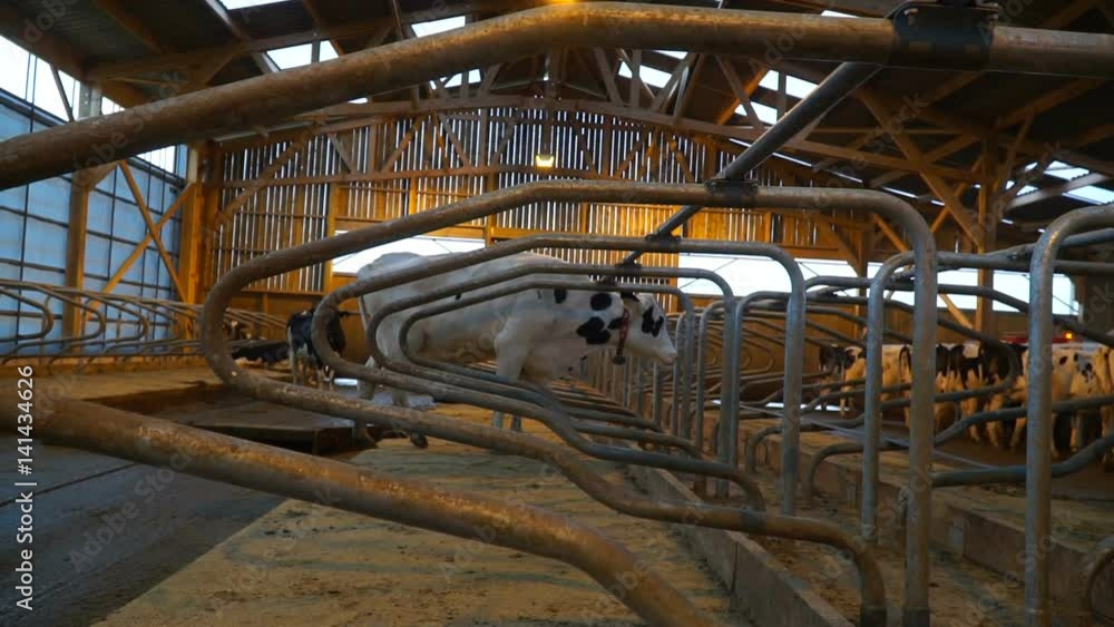 Cows dutifully stand in a row Cows dutifully stand in a row