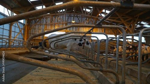 Cows dutifully stand in a row photo