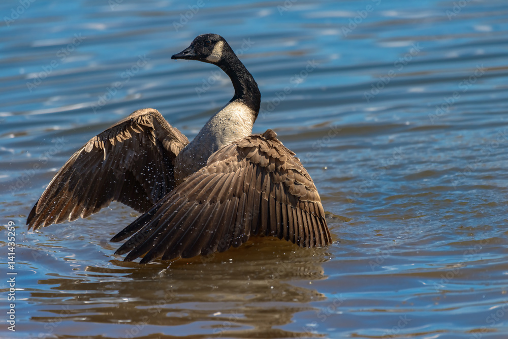 Canada goose, Branta canadensis. Wildlife animal. close-up Canada goose, Branta canadensis. Wildlife animal. close-up