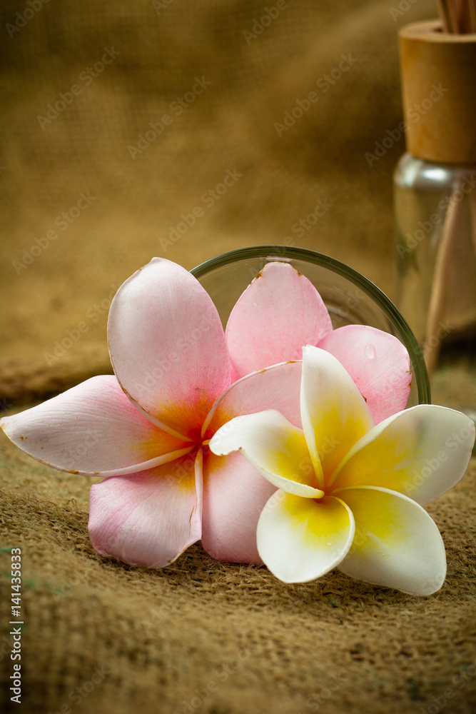 Frangipani over the sackcloth Frangipani over the sackcloth